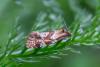 Aethes piercei